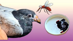 93K views · 5.9K reactions | MOSQUITO bite TREATMENT for Baby Pigeons Youtube Channel : https://www.youtube.com/c/ChSakhiMuhammadBhatti | Ch Sakhi Muhammad Bhatti | Facebook