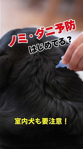 もう始めてる？＃肺水腫#動物病院 #犬 #犬のいる生活 #かわいい＃僧帽弁閉鎖不全＃雑音＃心臓病＃犬好き＃ペット