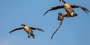 Can Birds Fly Upside-Down?
