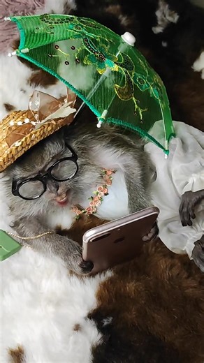 Funny Stylish Monkeys in Action