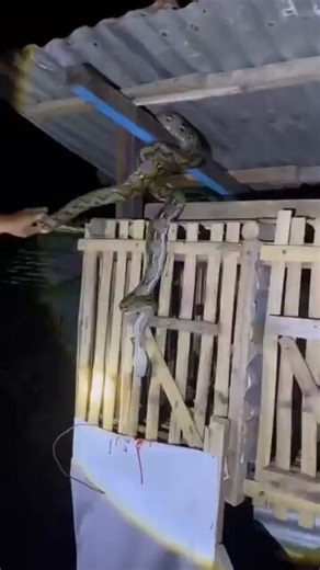 🔥🚨JUST IN : One strike kills the python 🐍 😳😱🤯