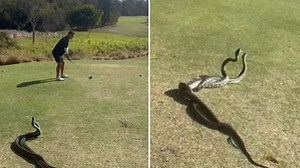 Scary moment pythons FIGHT over female suitor on course as golfer carries on