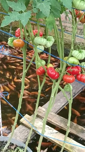 PLANTING AQUAPONICS TOMATO & TILAPIA FISH #gardening #agriculture #diy #farming #vegetables #harvest