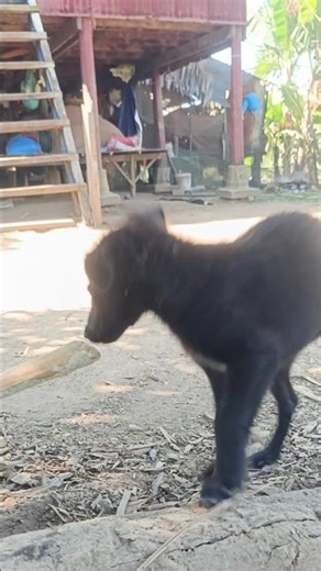 Dogs living in rural areas #dogfun #puppylife #puppylove