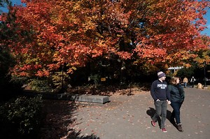 New York City’s fall foliage: Peak color predicted by interactive map