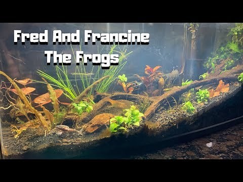 African Dwarf Frog Tank