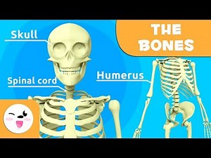 Skeleton System Video Lecture | General Knowledge for Young Learners - Class 1