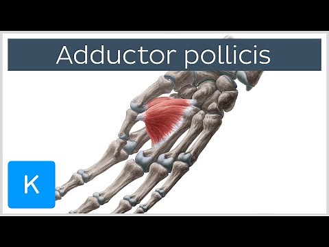 Adductor Pollicis Muscle - Origin & Function - Human Anatomy | Kenhub