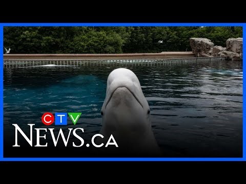 Marineland issues ultimatum to Ottawa over the transfer of remaining animals