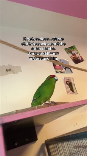 Understanding Bird Behavior in Crisis Situations