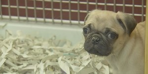 Vt. bill would ban sale of cats and dogs at pet stores