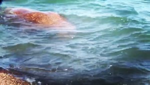 🌊 WALLY WATCH UPDATE: 🏴󠁧󠁢󠁷󠁬󠁳󠁿 Our wandering walrus continues to enjoy his visit to Wales and is being monitored by welfare organisations 🤿 Marine Biologist and Marine Conservation Society conservationist Lauren Eyles shot this beautiful short film of the mammal and said that he appeared to be feeding well. 🎤 “I have spoken to some people on the ground from Welsh Marine Life Rescue who were there making sure that people didn’t get too close - walking, with dogs and swimming,” she said. 