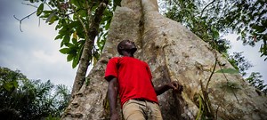 Can cacao farming, long a driver of deforestation, really become sustainable?