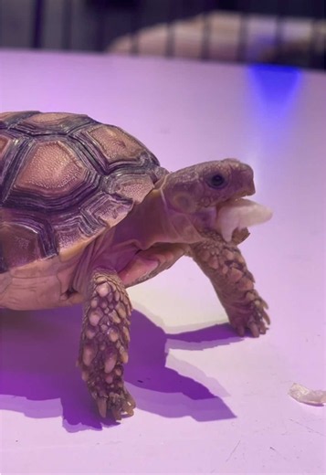 #creatorsearchinsights #viral #fyp #trending #storyteller Here’s how to take care of a tortoise: 🐢 Provide a proper habitat: Give your tortoise enough space to walk around, explore, and rest. Make sure its enclosure is safe, clean, and suitable for its species. Give it the right food: A tortoise’s diet depends on its species. Many land tortoises eat a variety of leafy greens, grasses, and weeds. Avoid feeding random foods without checking whether they are safe for your tortoise. Provide fresh w