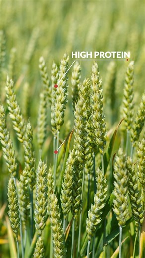 Agriculture Certificate Course on Instagram: "🌾 Do You Know About Triticale? A unique hybrid crop made by combining the qualities of Wheat and Mustard! 🌱✨ Hello Agriculture Students! 👩‍🌾👨‍🌾 Triticale is developed to achieve the high productivity and quality of wheat while also gaining drought, frost & poor soil tolerance like mustard. Packed with high protein, rich fiber, and essential minerals, Triticale is widely used as nutritious livestock fodder. 🐄🌿 Want to learn more about innovati