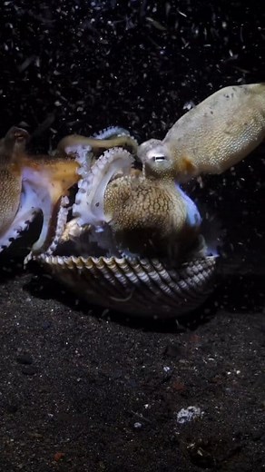 OCTO-MOMENTS 17 With Divesea ID Fighting or mating 🤔? A couple of Coconut Octopuses are doing something 🐙 🐙... Filmed at 5m depth 🤿 Tulamben, Bali, Indonesia. Make LOVE not war, wonderful people ❣️ | Yury Ivanov
