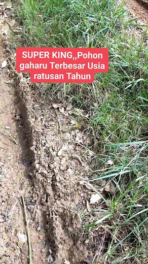 Pohon gaharu usia ratusan tahun akankah ada super king nya #gaharu #pohongaharu #gaharualam #agarwood #gaharusuper #gaharuindonesia | MATA KAPAK