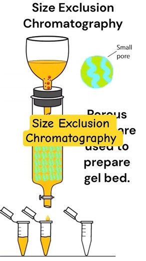 Size Exclusion Chromatography Explained | Animation & Principles I Protein Separation