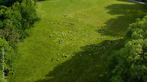 Sheep graze on a green meadow. Animals with wool eat grass on the slope. sheep and lambs on a meadow. Aerial drone shot flying over a flock of sheep in a green meadow.