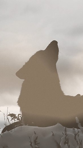 12K views · 487 reactions | "Wolves Cry," out on January 27th  | Bryan Martin | Facebook