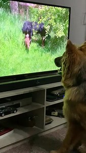 Hudson acquiring a love of Tv in his new home 🤣 | Dogs Angels Ireland