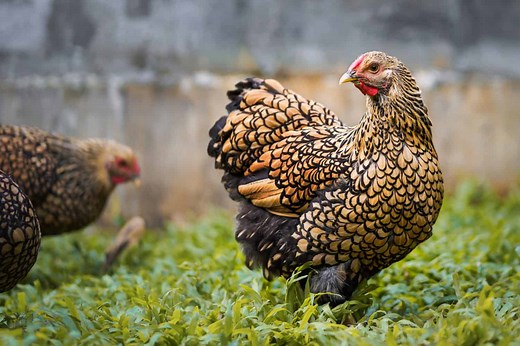 The Ultimate Gold Laced Wyandotte Chicken Guide: Everything You Need to Know From Appearance to Egg Laying