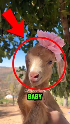 Baby Goats Are Literally Jumping With Joy 🐐💨