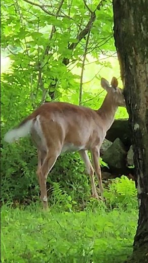 deer foraging. #animals #animallovers #nature