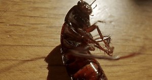 Cockroache dying lying on its back, roach poisoned, actively moving its paws, rotating, twitching. Agony. Dying upside down, paws up. Cockroach killer, pest control. Macro, close up, top view