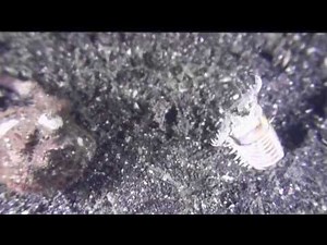海の巨大生物オニイソメ