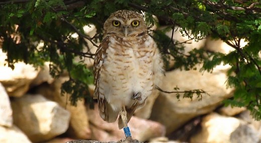Meet Aruba’s Burrowing Owl: The Shoco | Visit Aruba Blog