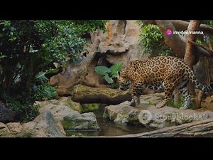 Exploring the wild wonders of Amazon rainforest | Great Amazon forest | Rainforest