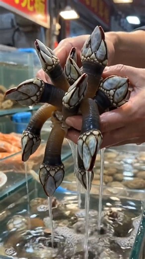 The Strangest Seafood Hidden Inside Giant Goose Barnacles | Seafood Cooking
