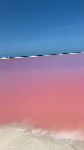 Las COLORADAS YUCATÁN 🦩🏖️