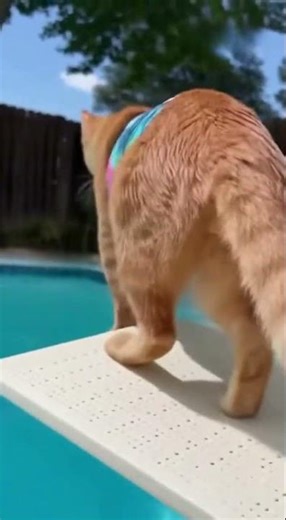 Cat First Pool Dive! 🐱💦