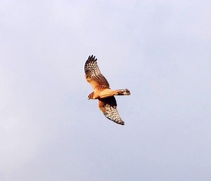 The Daily Bucket.  Hungry Harrier hunt, hover, and hook.