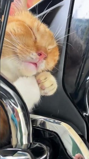 Chubby Orange Cat Falls Asleep on a Motorcycle Handlebar and Looks Ridiculously Cute
