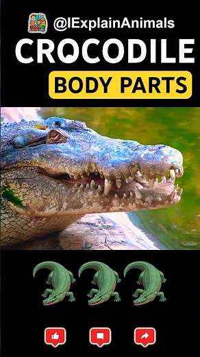 Crocodile Body Parts You Didn't Know Existed! 🐊🧠 #Shorts