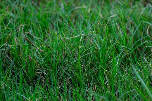 Centipede Grass vs. Bermuda: Pros, Cons, and How To Choose