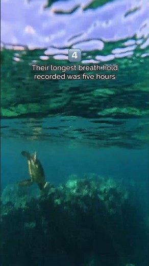 5 Fun Facts about Hawaiian Green Sea Turtles