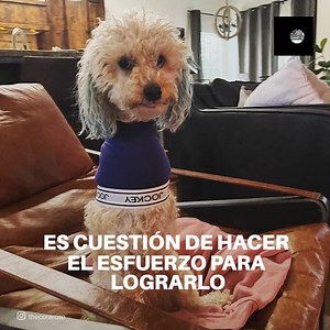 253K views · 18K reactions | Esta pequeña perrita es un gran ejemplo. Ella perdió sus dos patitas delanteras, pero no se dio por vencida y aprendió a caminar con solo dos patas. | Koala | Facebook