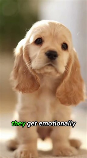 This Baby Cocker Spaniel Is Cuter Than You Think 🐶❤️