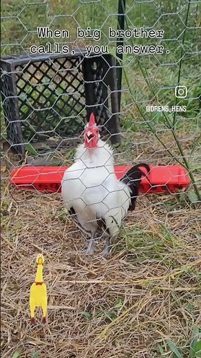 The tiny squeaky rubber chicken sound a bantam rooster makes #chicken #bantam #crow #farmlife
