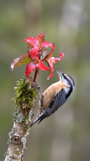 65 reactions | The Red-Breasted Nuthatch #RedBreastedNuthatch #birdwatching | Facetory | Facebook