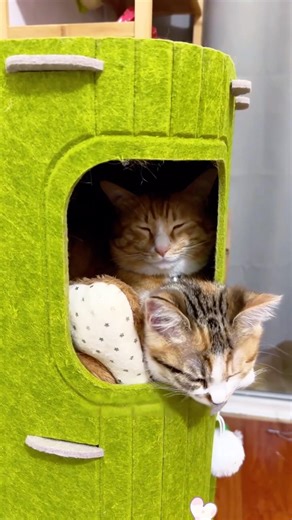 The cat's initiative to approach