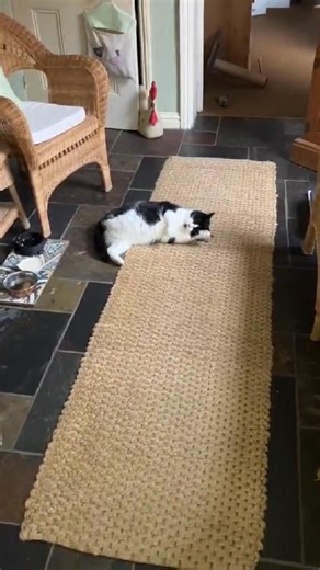 Gary’s story - could it have a happy ending with you? Gary began his new life at NSCR this June having been rescued from the streets, where he clearly had a rough time. When he arrived Gary was very wary of contact, retreating when approached too closely, and the pain of an injury caused him to sometimes lash out to avoid being touched. He had arrived with his back leg badly broken and it had to be amputated. He was also diagnosed with FIV, which is sadly all too common with unneutered cats livi