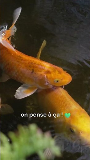 Installer une mare naturelle dans son jardin, c’est créer un havre de paix pour la biodiversité