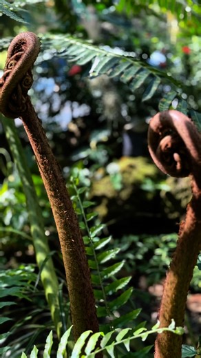 King Fern (Angiopteris evecta) is one of the world’s largest ferns, with fronds reaching up to 7 m long. A living fossil from the age of dinosaurs, it thrives in the shaded valleys and rainforests of Asia, northern Australia, and the Pacific Islands. Growing from a massive underground rhizome, it spreads like a palm without a trunk — a rainforest giant rooted in deep time. It’s one of the first plants you see as you enter the Garden, in our fernery! | Garden Of The Sleeping Giant