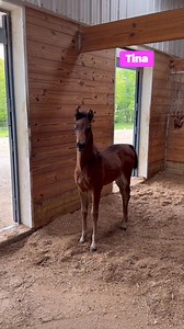 Tina (Get Your Groove On x Chavalita) was the most excited about seeing Flaire and Shellie. She quickly greeted Flaire while her momma was in the pasture. Yes, Tina has gained that much independence in one month. Tina displays the normal clacking behavior of foals to remind Flaire that she is just a baby. We look forward to Tina and Shellie meeting outside! #hpsturnitup #morganhorse #filly #foal | Hollow Peak Stables