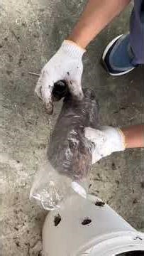 BR23110047 CELESTINE KAJAN ANAK BRAYUN (PREPARATION OF MUSHROOM SUBSTRATE VIDEO)